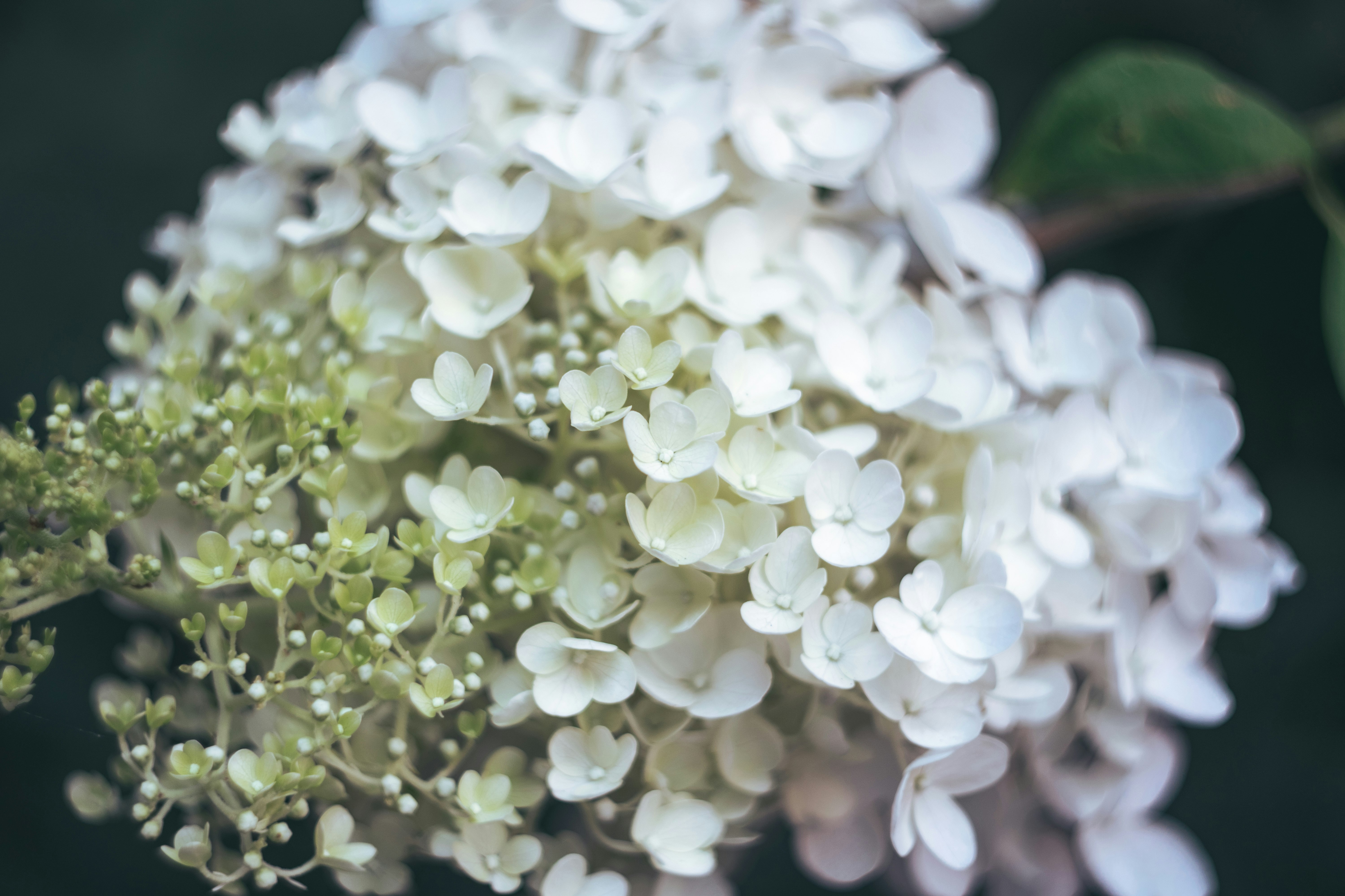 white flowers in tilt shift lens